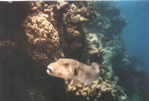 pufferfish; Briggs Reef GBR Cairns Australia, depth 12 m,... by Ricardo Sanna 